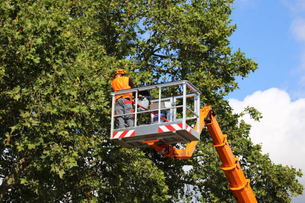 Best Tree and Shrub Care  in Statesboro, GA